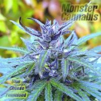 Blue Cheese feminised Monster Cannabis